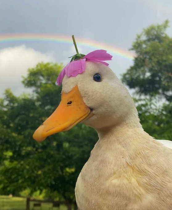 A close-up photo of a white duck wearing a pink flower on its head, with a faint rainbow visible in the cloudy sky behind it.