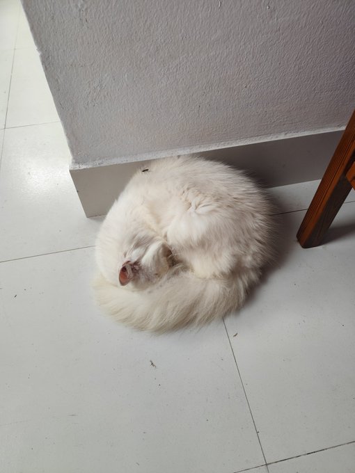 The image features a white cat curled up sleeping on the floor, with its head resting on its paws. The cat appears to be in a relaxed position as it sleeps. The photo has been captioned by @XOOBNetwork and @useTria, indicating that it was taken or posted by someone named XOOB Network & useTria.
