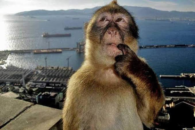 A contemplative Barbary macaque monkey rests its hand on its chin in a thoughtful pose, overlooking a coastal industrial harbor with shipping containers and cargo ships in the background. The pensive "thinking monkey" meme pairs perfectly with the post's lament about being the only one who hasn't bought and held the $ANSEM ticker, capturing the existential reflection of a struggling trader watching others profit.