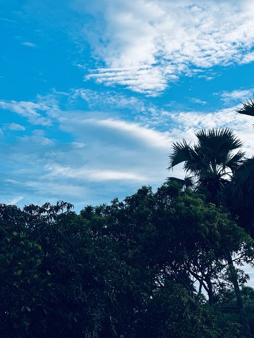 A scenic photograph of a bright blue sky with scattered white clouds above silhouettes of green trees including a fan palm in the foreground.