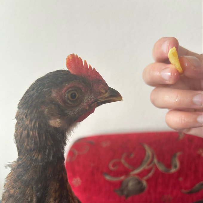 A close-up of a chicken looking up at a piece of food being held by a person's hand.