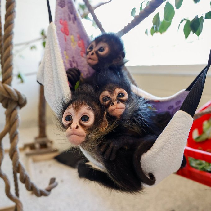 Three baby Mexican spider monkeys—Miso, Matcha, and Mei—snuggle together in a fabric hammock swing at Nashville Zoo after being rescued from the illegal pet trade.