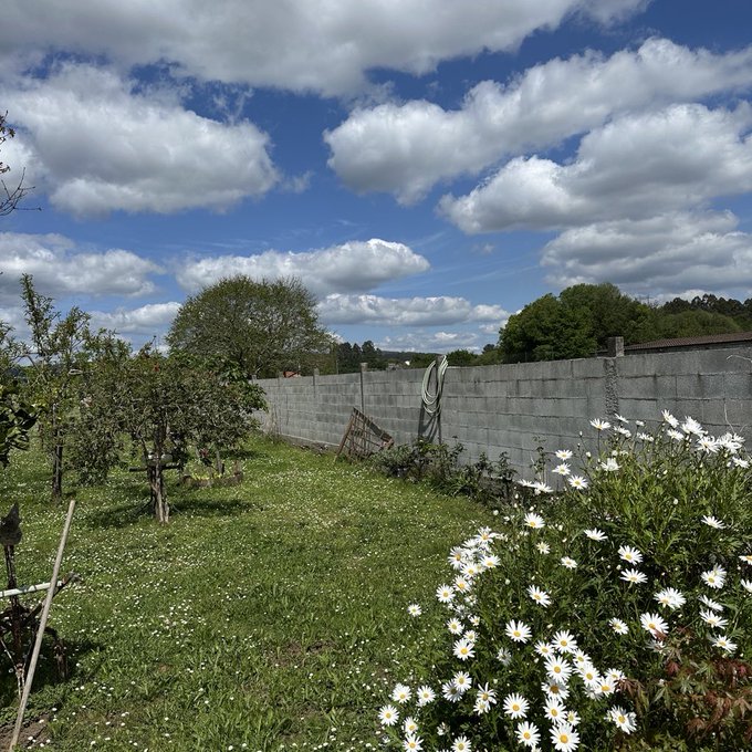 A serene garden scene featuring a lush cluster of white daisies blooming alongside a concrete block wall under a bright blue sky filled with fluffy clouds, perfectly capturing the cheerful mood of a happy Thursday.