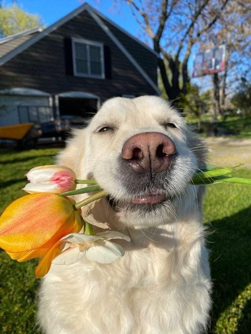 A close-up photo of a smiling golden retriever dog holding a yellow and orange tulip in its mouth in front of a house.