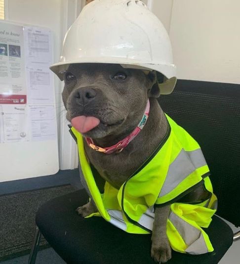 A gray Staffordshire Bull Terrier sits on a black office chair wearing a white hard hat and a high-visibility yellow safety vest with reflective stripes, its pink tongue sticking out.