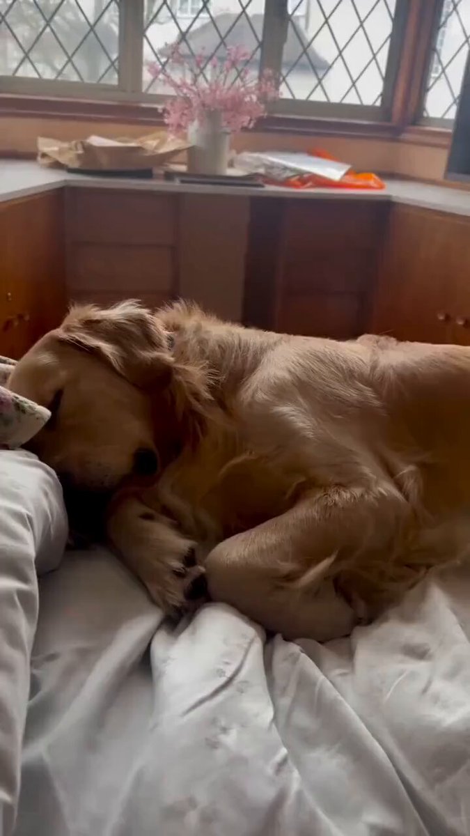The image features a large, brown dog lying down on a bed with white sheets. The dog appears to be sleeping or resting comfortably. In the background of the photo, there are some windows that allow natural light into the room. A vase is also visible in the scene, adding an aesthetic touch to the space. The caption accompanying the image reads: "gn 大家晚安～ 每天进步一点点，哪怕微小如尘埃。待到时光流转、回望来路时，你一定会感谢那个不曾放弃、默默向前的自己。".