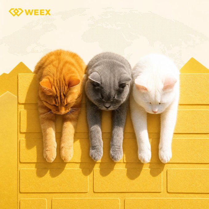 Three kittens (orange, gray, and white) sleeping peacefully side by side on a bright yellow brick-patterned surface, with the 'WEEEX' logo and a faded world map in the background.
