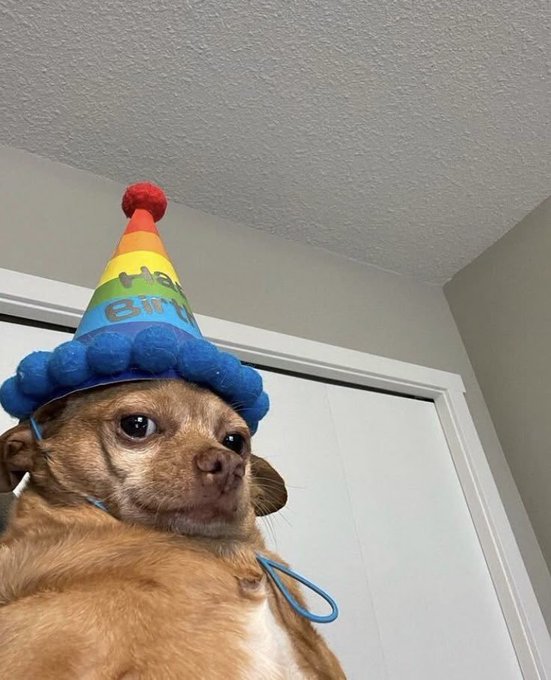 A brown dog wears a colorful rainbow party hat with blue bobble trim and text, photographed from a low angle.