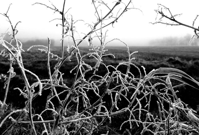 A black and white photograph showing frost-covered plants and dried weeds in the foreground, with a misty field stretching into the background under an overcast sky.