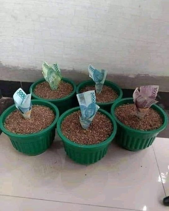 Five green flower pots filled with seeds, each with an Indonesian rupiah banknote (5000, 2000, 1000 denominations) stuck in the soil like a plant sprouting.