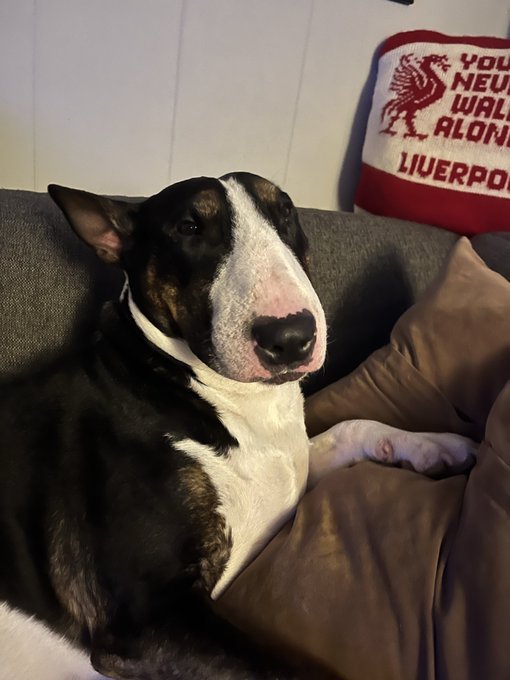 A black and white Bull Terrier relaxes on a couch, gazing up thoughtfully beside a red and white "Liverpool" pillow (You Never Walk Alone). His soulful expression perfectly captures a dog pondering what name he'd choose for himself.