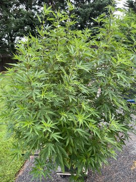 A large green cannabis plant growing outdoors on a gravel surface, with trees and foliage visible in the background.