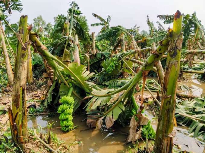 A destroyed banana plantation with fallen trees, broken stems, and bunches of unripe green bananas lying in muddy water, suggesting storm or flood damage.