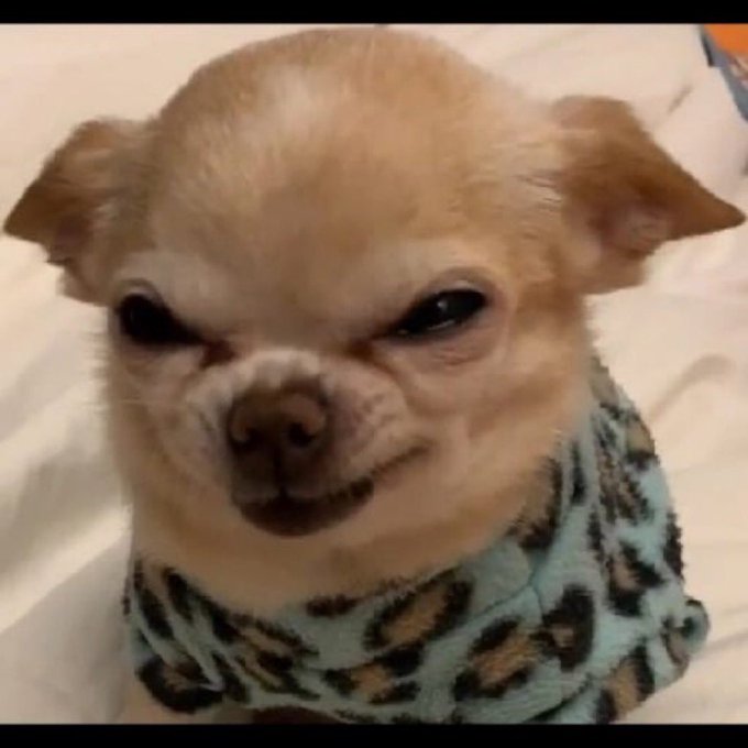A close-up photo of a small, light brown dog with a squinting, grumpy expression, wearing a blue and brown leopard print shirt.