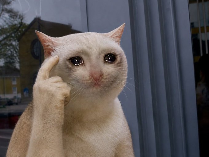 The popular 'cat pointing at its head' meme featuring a cream-colored cat with wide eyes tapping its temple, appearing to indicate an idea or think.