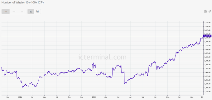 A line chart titled "Number of Whale (10k-100k ICP)" from icterminal.com shows the count of ICP whale wallets trending upward over time from late 2023 to mid-2024, reaching approximately 1,643.00. The chart visually supports the post's claim that the number of ICP whale wallets is rapidly increasing, with notable acceleration visible from late 2023 onward.