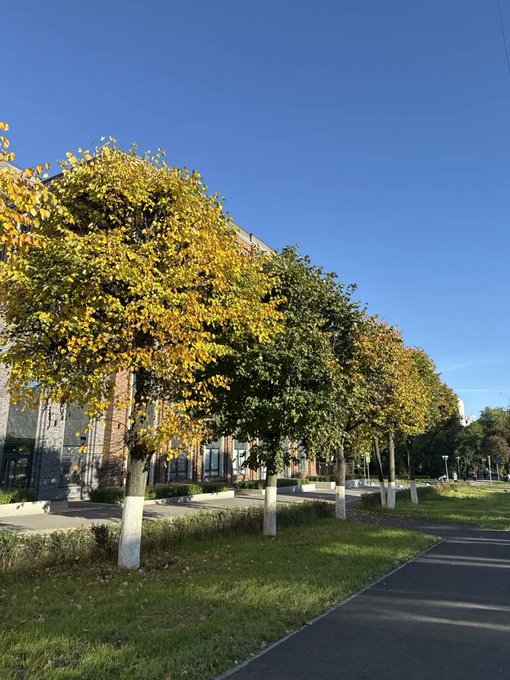 A row of trees with autumn-yellow leaves stands along a paved pathway beside a brick building under a clear blue sky.
