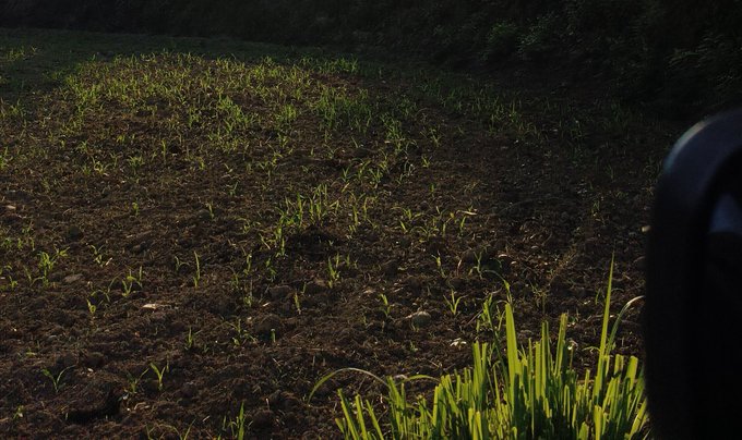 Sunlight casts long shadows across a freshly planted field where small green shoots are emerging from dark, tilled soil.