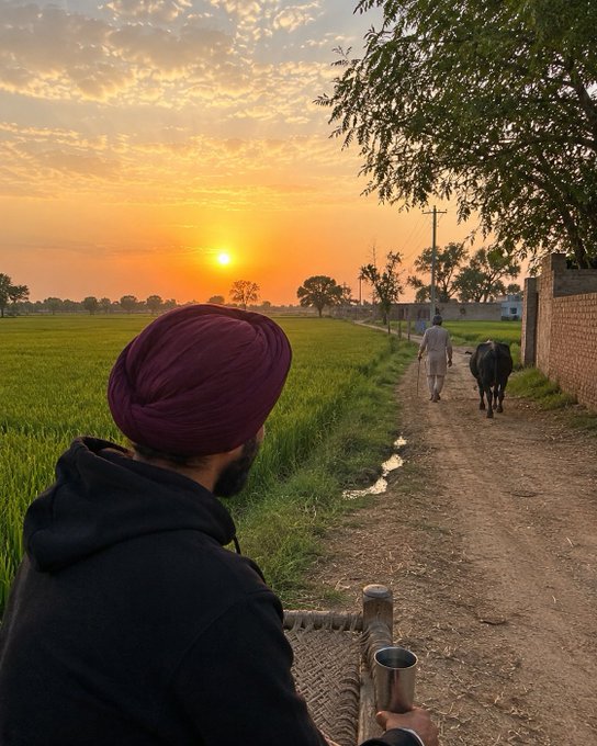 A man wearing a maroon turban and dark hoodie looks out over lush green farmland at sunset, while another person leads a water buffalo down a dirt path in the distance.