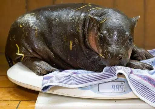 A pygmy hippo sits on a scale showing 9.89 at the Berlin Zoo, potentially representing the growth of the $Brotche stock.