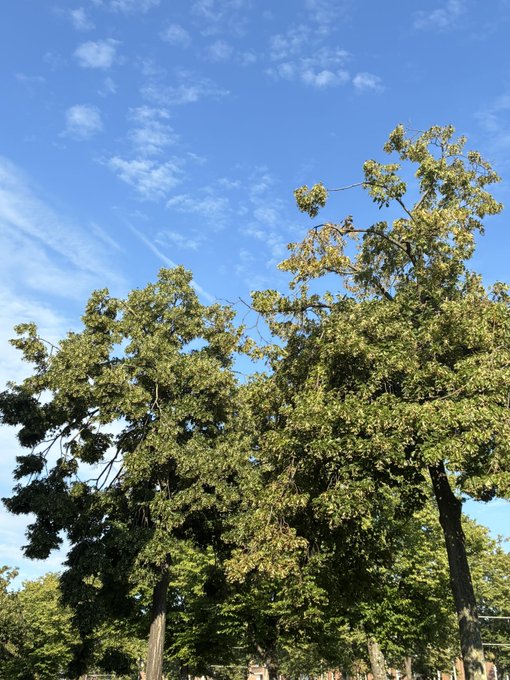 A low-angle photograph of tall green trees against a bright blue sky with wispy white clouds.