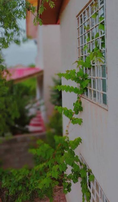 Green vines climb up a white building wall next to a window with a metal grate, with blurred greenery in the background.