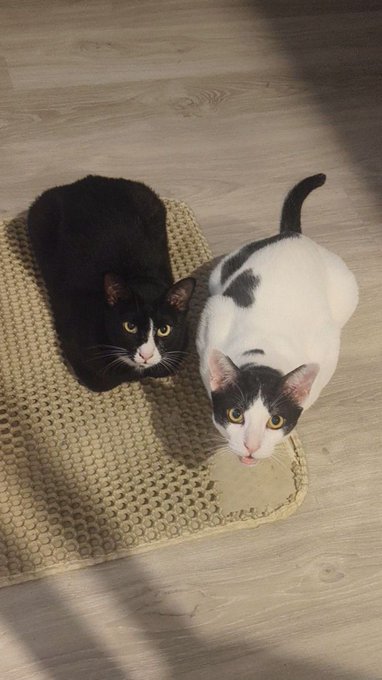 Two cats—one black and one white with black markings—rest on a textured beige mat placed on a wooden floor, looking up at the camera.