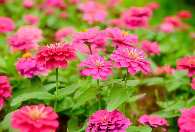 A close-up photograph of vibrant pink zinnia flowers blooming in a garden with green foliage.