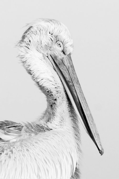The image features a close-up of a pelican, captured in black and white. The pelican's head is facing forward, with its beak slightly open. It appears as if someone has taken an overexposed photo, which gives it a somewhat grainy appearance. In the text that accompanies the image, you can see the word "Gn" written at the bottom right corner of the post.