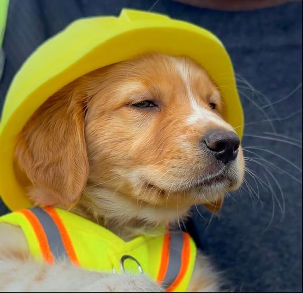 A golden retriever wearing a yellow hard hat and high-visibility safety vest poses seriously for the camera, humorously resembling a construction worker—a visual play on "Shkreli is back in crypto," evoking the image of Martin Shkreli "building" or returning to construct new projects in the crypto space.