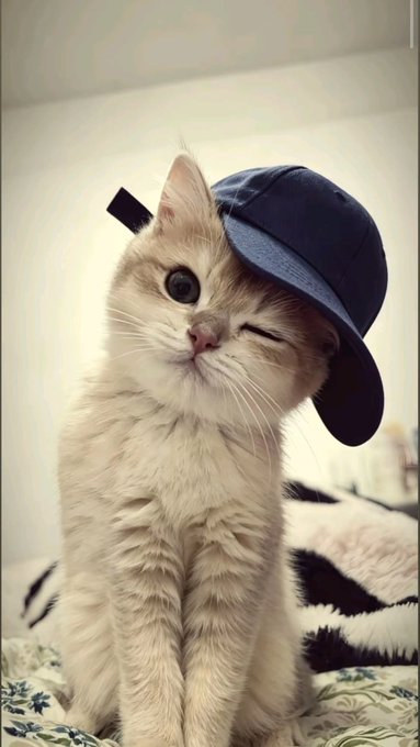 A cute white and orange cat wearing a blue bucket hat, winking at the camera while sitting on a floral surface.