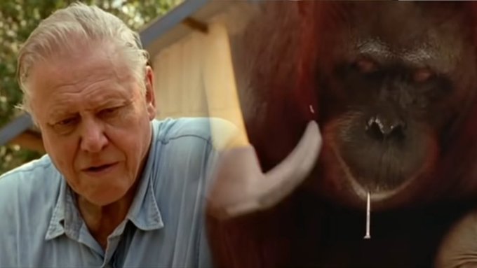 A composite image features an older man with white hair on the left and an orangutan with drool hanging from its mouth on the right, set against an outdoor background.