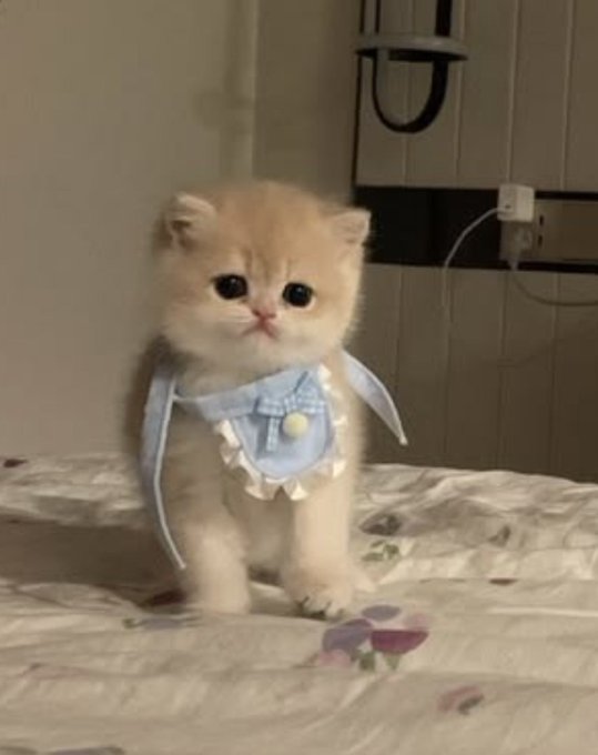A small orange and white kitten with a sad expression wearing a light blue outfit with a bow, sitting on a floral-patterned bed.