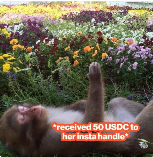 A meme of a relaxed monkey lying in a flower field with the caption '*received 50 USDC to her insta handle*'.
