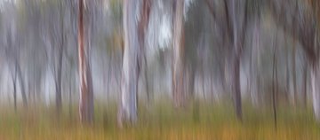 A blurry, impressionistic painting or photograph shows tall tree trunks rising from a grassy field.