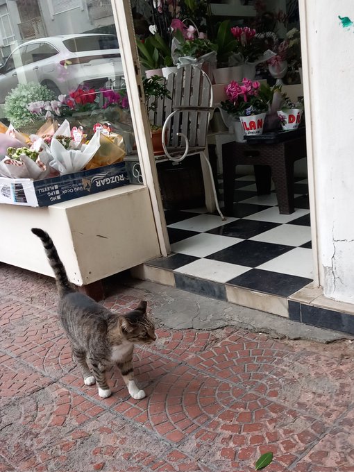 A tabby cat walks across a brick sidewalk past a flower shop with bouquets displayed on the entrance steps.