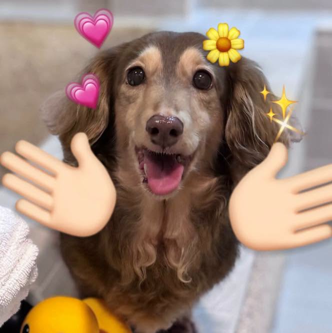 A long-haired dachshund with its mouth open in a happy expression, decorated with emoji stickers including pink hearts, a yellow flower, and sparkles, with illustrated hands appearing to gesture toward the dog.