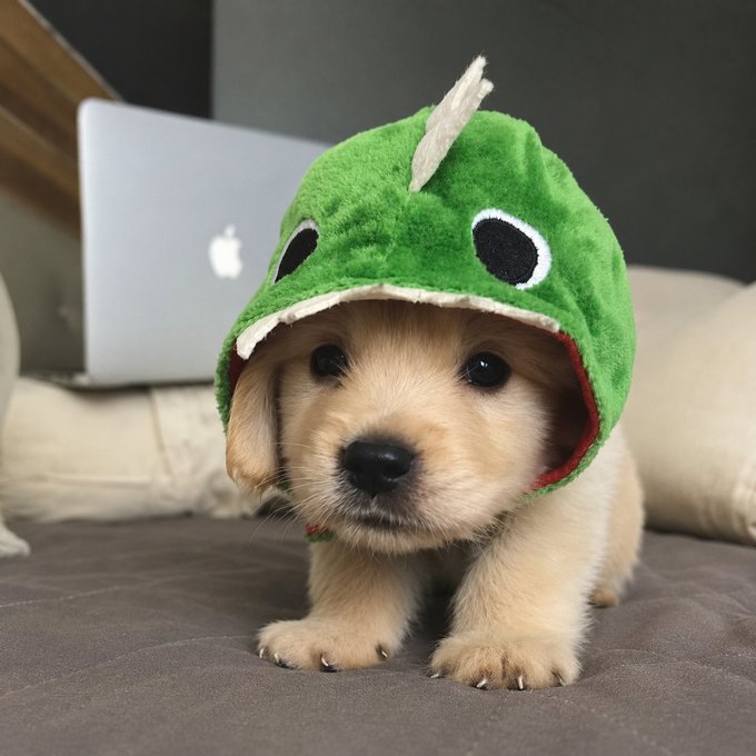 A golden puppy wears a green dinosaur hood while sitting in front of an Apple laptop, perfectly matching the playful "rawr" sentiment of the post announcing the $rawr token on Solana. The cute, costumed dog visually embodies the meme-worthy, approachable branding of the DEX milestone at 20k.