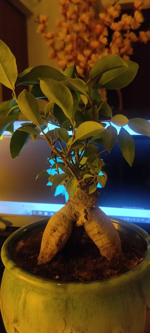 A small bonsai-like plant with thick, pale roots and glossy green leaves sits in a glazed green ceramic pot, displayed in front of a computer monitor with orange blossoms blurred in the background. The image captures the plant's continued growth at the 22-day mark, visually reinforcing the post's reflection on a personal promise and steady progress.