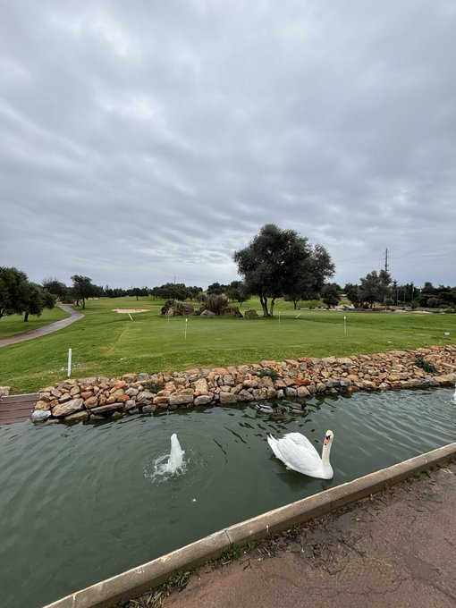 The image features a white swan swimming in a pond next to a golf course with trees lining the area. The scene includes a cloudy sky above the water, creating an overall peaceful atmosphere. In the background, there are several golf clubs visible on the green field, indicating that this is likely a golf course or park where people can enjoy playing golf and spending time outdoors.