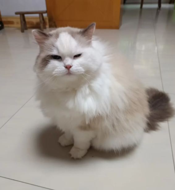 A fluffy white and gray cat sits on a tiled floor, squinting with a slightly grumpy expression while looking toward the camera.