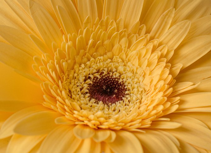 "How about #Macro Monday? Where are my macro shooters?"