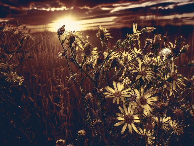 A moody, warm-toned photograph captures a butterfly resting on a daisy in a field of wildflowers, backlit by a setting sun.