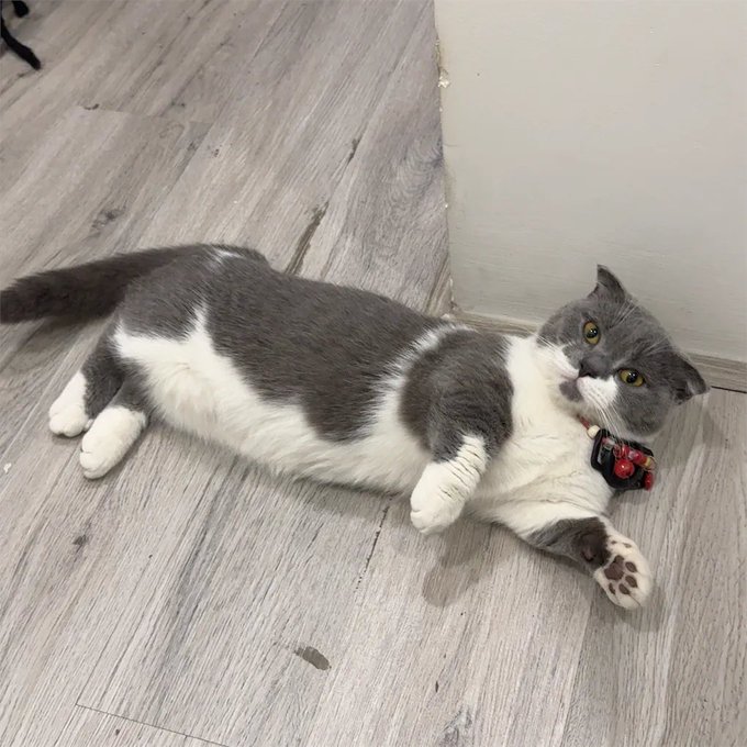 A gray and white cat lounges on a wooden floor, looking up with a helpless, slightly defeated expression while wearing a small bell collar—perfectly capturing the mood of the post's lament about losing money in a crypto short squeeze and having to "go back to grinding content" to recover the losses.