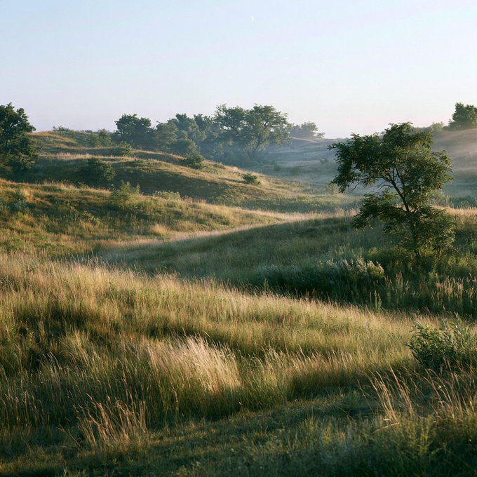 A peaceful grassland landscape at sunrise, with rolling hills, scattered trees, and tall grass swaying in the soft morning light—capturing the calm and fresh feeling of a "gm" (good morning) moment in nature.