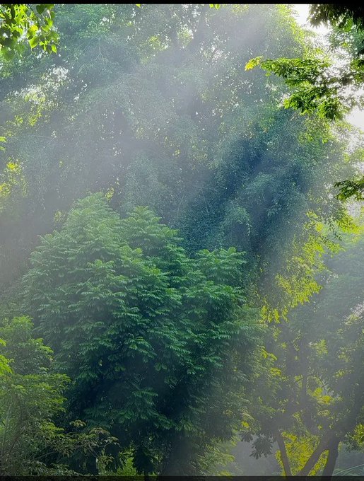 A sun-drenched photograph of lush green forest canopy with bright sunbeams filtering through the leaves and creating a misty atmosphere.
