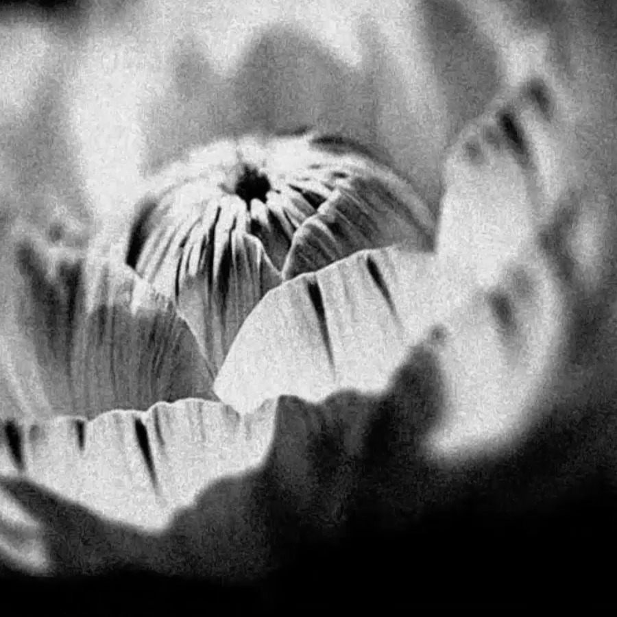 A black-and-white close-up of a blooming flower in grayscale tones. The unfolding petals visually mirror the post's message of finance "blooming," symbolizing the growth and opportunity OKX promotes through its trading platform and agentic economy offerings.