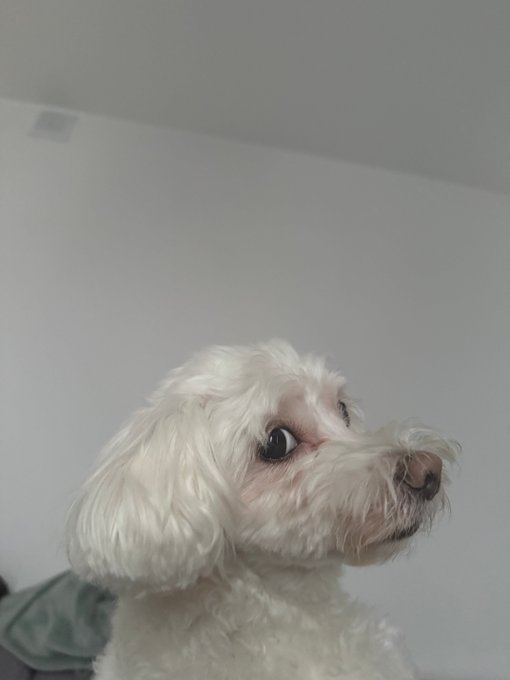 A close-up photo of a small white fluffy dog looking upward to the right with big dark eyes.