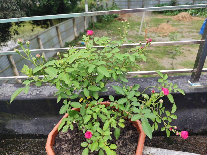 The image features a small potted plant with pink flowers sitting on a balcony or porch, surrounded by greenery. The plant appears to be thriving despite being indoors. In the background, there are trees visible, adding to the natural ambiance of the scene. The photo is captioned "Good Morning my X family Very hot day today,almost 40'C Now @NomismaNetwork Alpha now @useTria @sleepagotchi @River4fun".