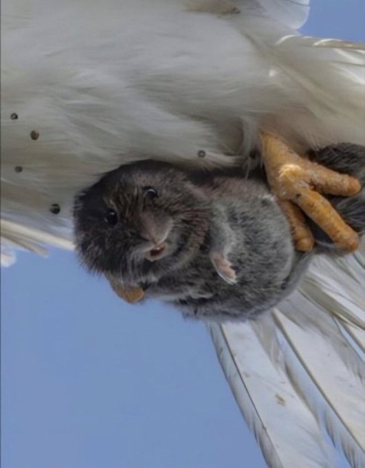 A small gray mouse is being carried in the talons of a white bird against a blue sky.